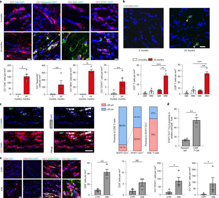 IFN-responsive oligodendrocytes localize to aged white matter close to CD8+ T cells. a, Immunofluorescence staining and quantification of C4b, Serpina3n, B2m and STAT1 in CC1+ oligodendrocytes in the white matter of 3- and 24-month-old mice (C4b+CC1+, 3-month, n = 3, 24-month, n = 5; Serpina3n+CC1+, 3-month, n = 6, 24-month, n = 4; B2m+CC1+, 3-month, n = 4, 24-month, n = 4; STAT1+CC1+, 3-month, n = 5, 24-month, n = 5; data are mean ± s.e.m.). Scale bar, 20 µm; for B2m, 10 µm.