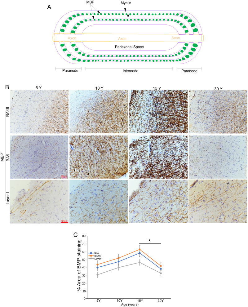 Age-related changes in the intensity of MBP signals in the macaque brain. A, Schematic diagram illustrates the role of MBP in maintaining myelin sheath integrity. B, Representative images of immunohistochemistry (IHC) showing MBP signals (brown) in Brodmann areas BA46 and BA9, as well as layer 1 of the prefrontal cortex (PFC) in macaques at ages 5, 10, 15, and 30 years. Scale bar as indicated. C, Relative intensities of IHC MBP signals shown in panel B were quantified using ImageJ. Data are presented as mean ± SD (n = 5 macaques per age group; * p = 0.0038, unpaired t test).