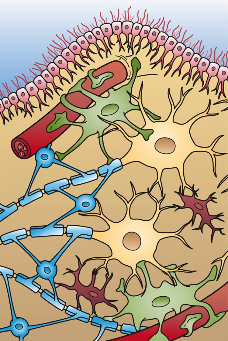 Scientific illustration showing the four types of glial cells in the CNS: ependymal cells, astrocytes, microglia, and oligodendrocytes. The oligodendrocyte is shown with processes wrapping around axons.