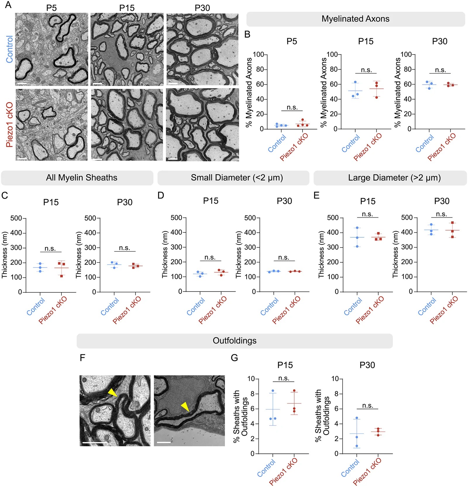 Myelin sheath onset and ultrastructure is not impacted by Piezo1 loss. A) Electron microscopy images of ventral cervical spinal cord of control (fl/fl) and Piezo1 cKO mice. Scale = 1 um. B) The percent of myelinated axons is unchanged at P5 (p = 0.40), P15 (p = 0.38), and P30 (p = 0.48). n = 3-4 mice, >300 axons/mouse. C) Average myelin sheath thickness at P15 and P30, p = 0.47 at P15, p = 0.28 at P30. n = 3 mice, 189-247 sheaths/mouse. D) Myelin sheath thickness on small diameter axons (<2 um) at P15, p = 0.23, and P30, p = 0.49. n = 3 mice, 150-212 axons/mouse. E) Myelin sheath thickness on the large diameter axons (>2 um) at P15, p = 0.49, and P30, p = 0.47. n = 3 mice, 25-46 axons/mouse. F) Representative images of myelin outfoldings from P15 mice. Yellow arrowheads indicate myelin outfoldings. Scale bar = 1 um. G) Percent of myelin sheaths that contain outfoldings at P15, p = 0.40 and P30, p = 0.84. n = 3 mice, with 385-561 sheaths/mouse.