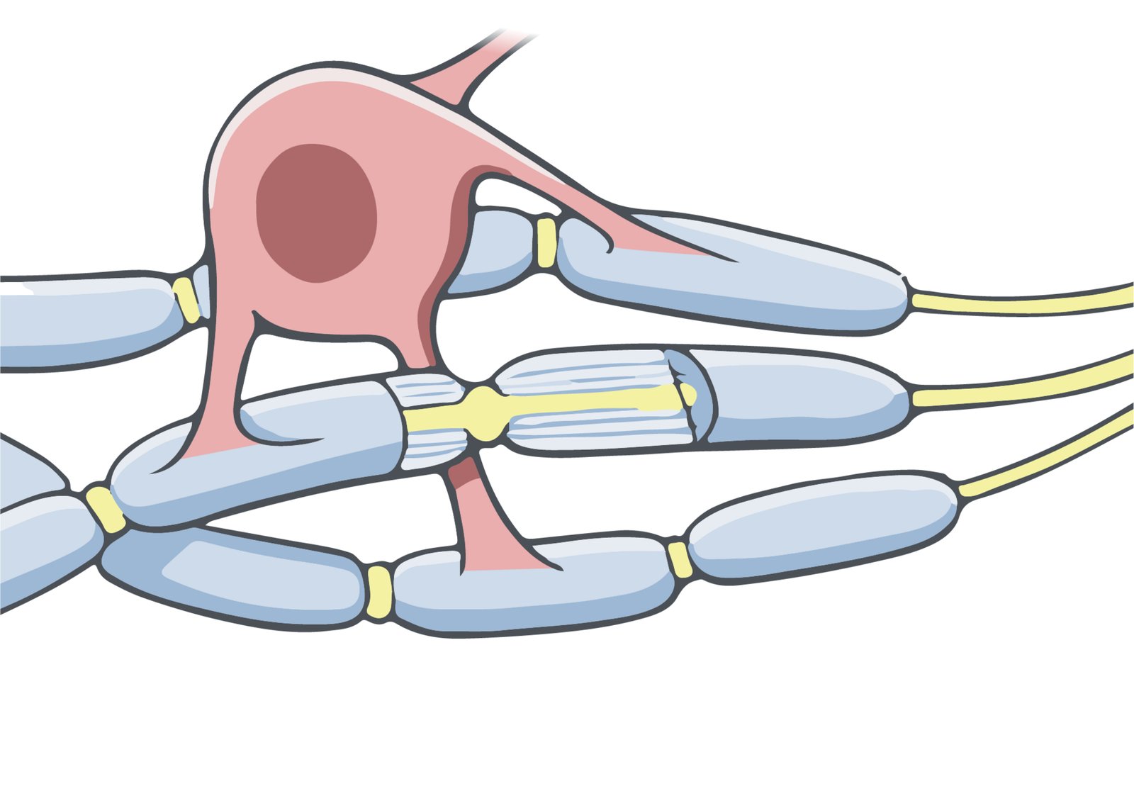 NIH BioArt illustration of an oligodendrocyte showing its branching processes, which wrap around multiple axons to form the myelin sheath. Public domain image courtesy of NIAID.