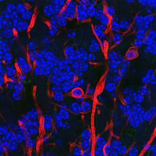Confocal image of oligodendrocytes in rat brain stained for MBP (myelin basic protein, red) and DNA/nuclei (DAPI, blue). Two oligodendrocyte cell bodies are visible; myelinated axons appear as hollow 'tramlines' because MBP is absent from the axon core.