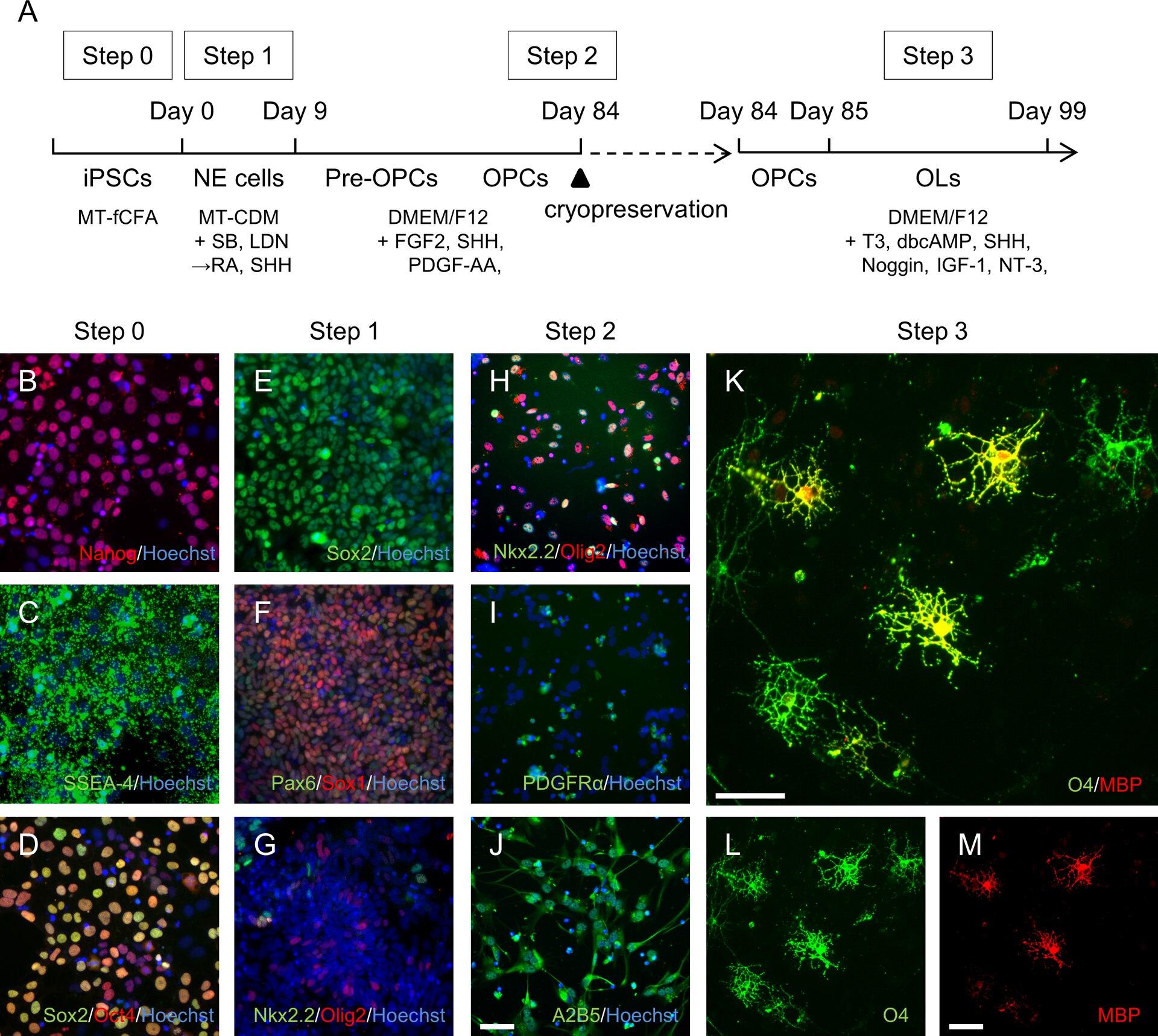 OPCs and oligodendrocytes differentiated from human iPSCs (A3 line). Fluorescence images show the differentiation protocol outcome and marker expression.